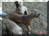 Great Dane Puppies , Great Danes for Sale , Great Dane Breeders
